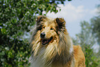 Collie Portrait