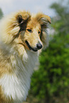 Collie Portrait