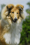 Collie Portrait