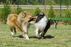 spielende Collies