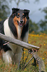 Langhaarcollie