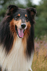 Collie Portrait