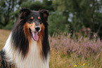 Collie Portrait