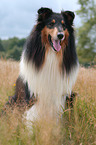 Langhaarcollie