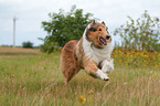 rennender Collie