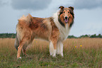 Langhaarcollie
