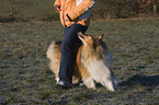 Dogdance mit Langhaarcollie