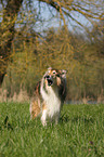 bellender Collie