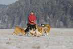 Langhaarcollies im Winter