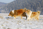 Langhaarcollies im Winter