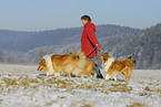 Langhaarcollies im Winter