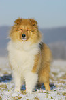 junger Collie