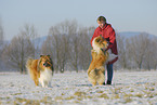 Langhaarcollies im Winter