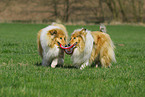 spielende Collies