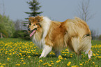 Collie