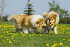 spielende Collies