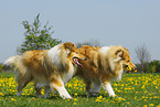 spielende Collies