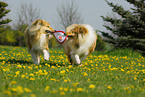 spielende Collies