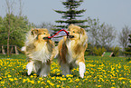 spielende Collies