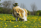 spielende Collies