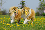 spielende Collies