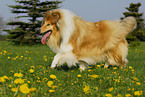 rennender Collie