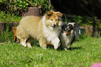 Collie und Sheltie