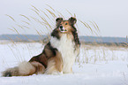 Collie