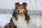 Collie Portrait