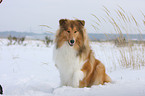 Collie