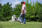 spielender Collie