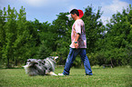 spielender Collie