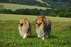 Langhaarcollies