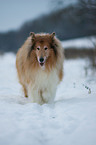 Langhaarcollie im Schnee