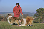 Frau mit Langhaarcollies