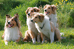 Langhaarcollies