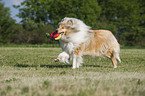 spielender Langhaarcollie