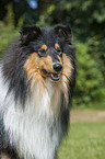 Langhaarcollie Portrait