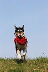 Kurzhaarcollie mit Rosen