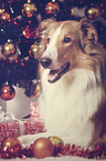 Langhaarcollie an Weihnachten