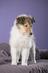 Langhaarcollie Welpe