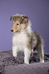 Langhaarcollie Welpe