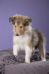 Langhaarcollie Welpe