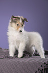 Langhaarcollie Welpe