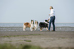 Frau und Langhaarcollies