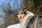 Collie Portrait
