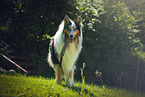 Langhaarcollie