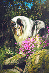Langhaarcollie