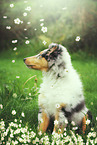 Langhaarcollie Welpe