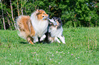 Langhaarcollies